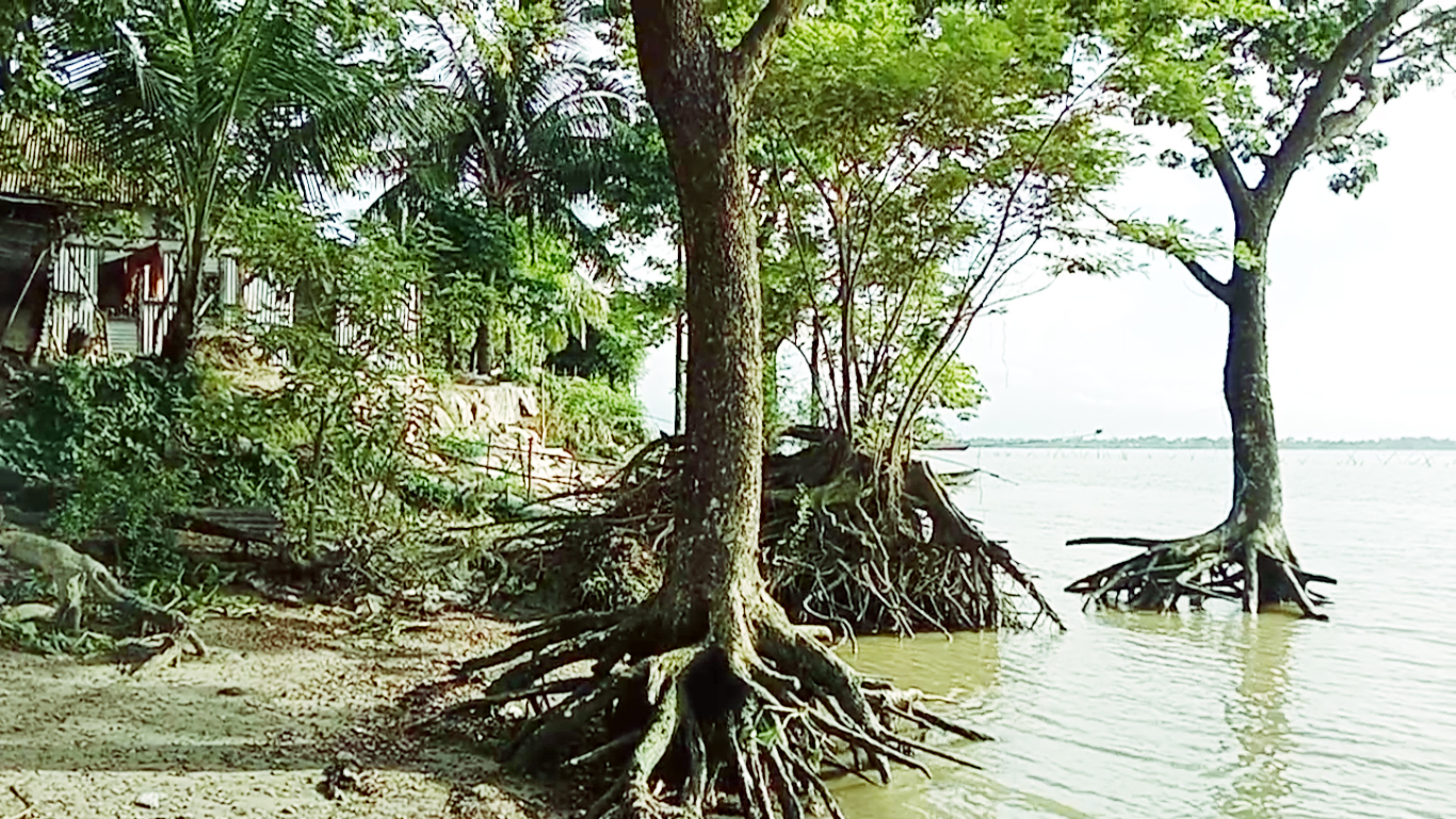 গজারিয়ায় থেমে নেই নদী ভাঙ্গন, প্রতিশ্রুতির বছর পেরোলেও হয়নি বাঁধ নির্মাণ