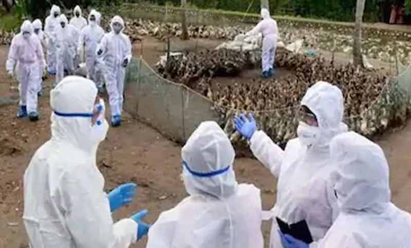 ইসরায়েলে বার্ড ফ্লু সংক্রমণ, মারা গেছে কয়েক হাজার সারস