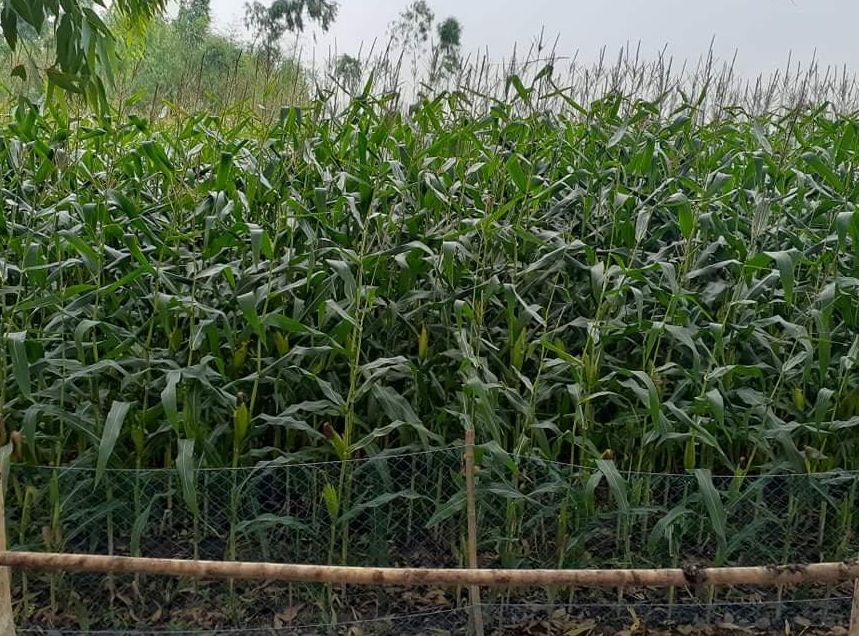 ডিমলায় ভুট্টার বাম্পার ফলন