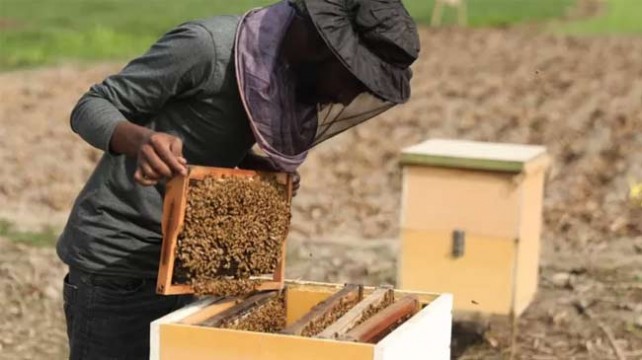 মধু চাষে লাখ লাখ টাকা আয়ের হাতছানি