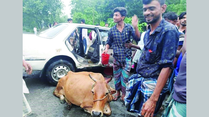 উল্টে যাওয়া প্রাইভেটকারে মিলল গরু