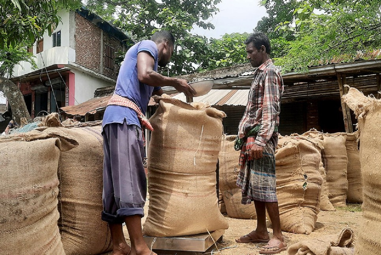 ধানের দাম ভালো, তবুও কেন সন্তুষ্ট হতে পারছেন না কৃষকরা