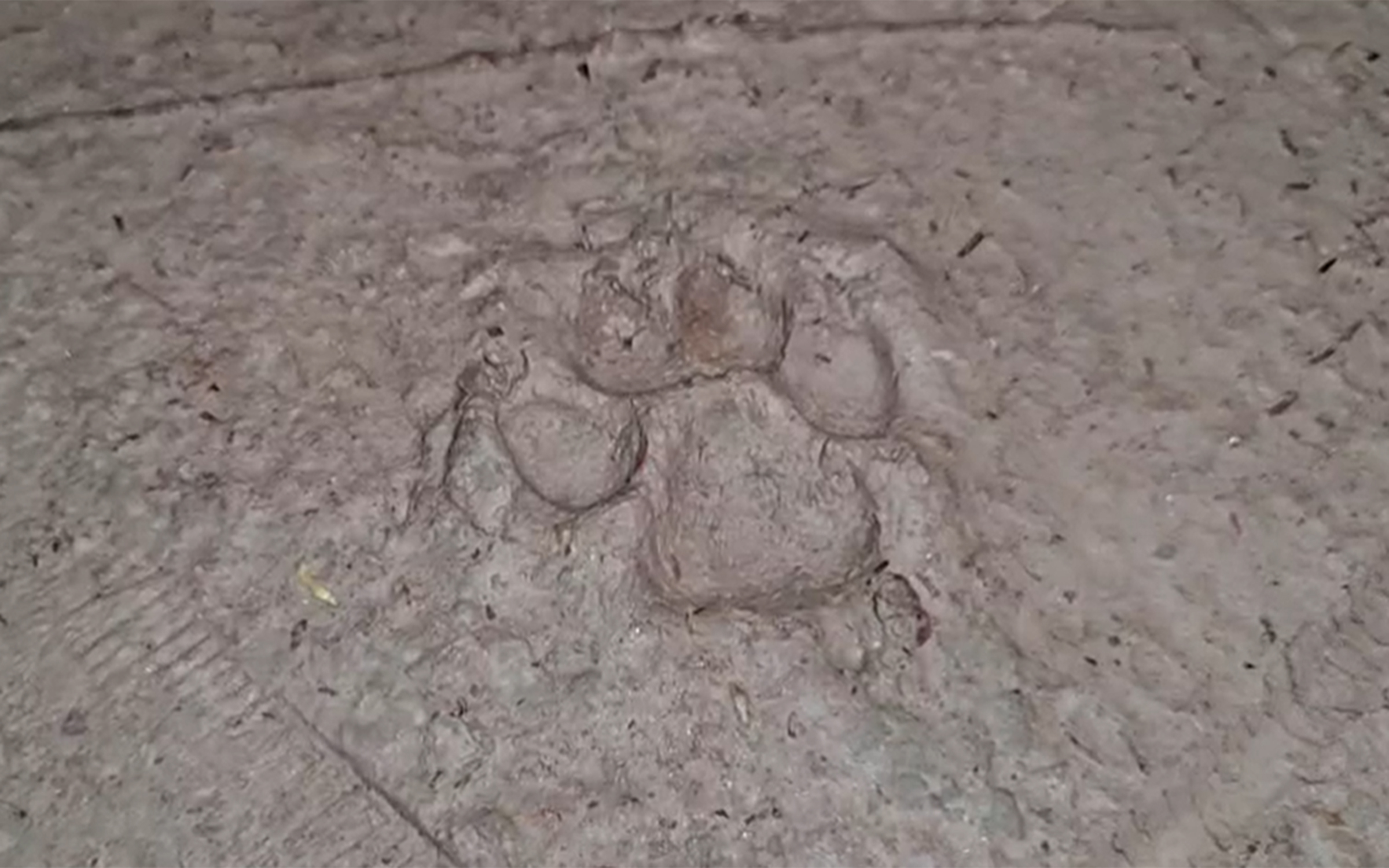 শরণখোলায় ৫ দিন ধরে লোকালয়ে সুন্দরবনের বাঘ