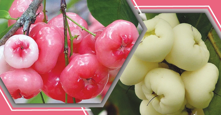 জেনে নেই রসালো ফল জামরুলের উপকারিতা