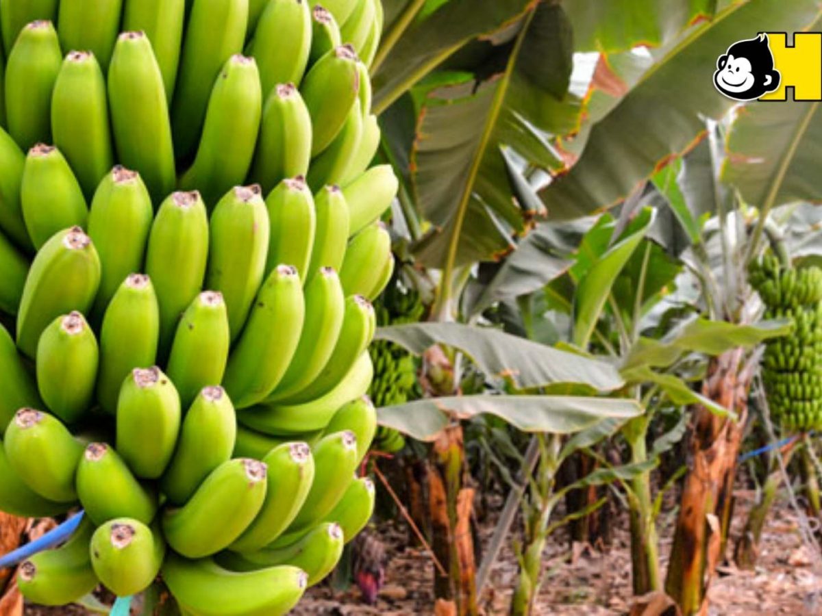 ১৪ ইঞ্চির ‘সিঙ্গাপুরী কলা’ চাষ করে সফল হলেন ভারতের অরবিন্দ