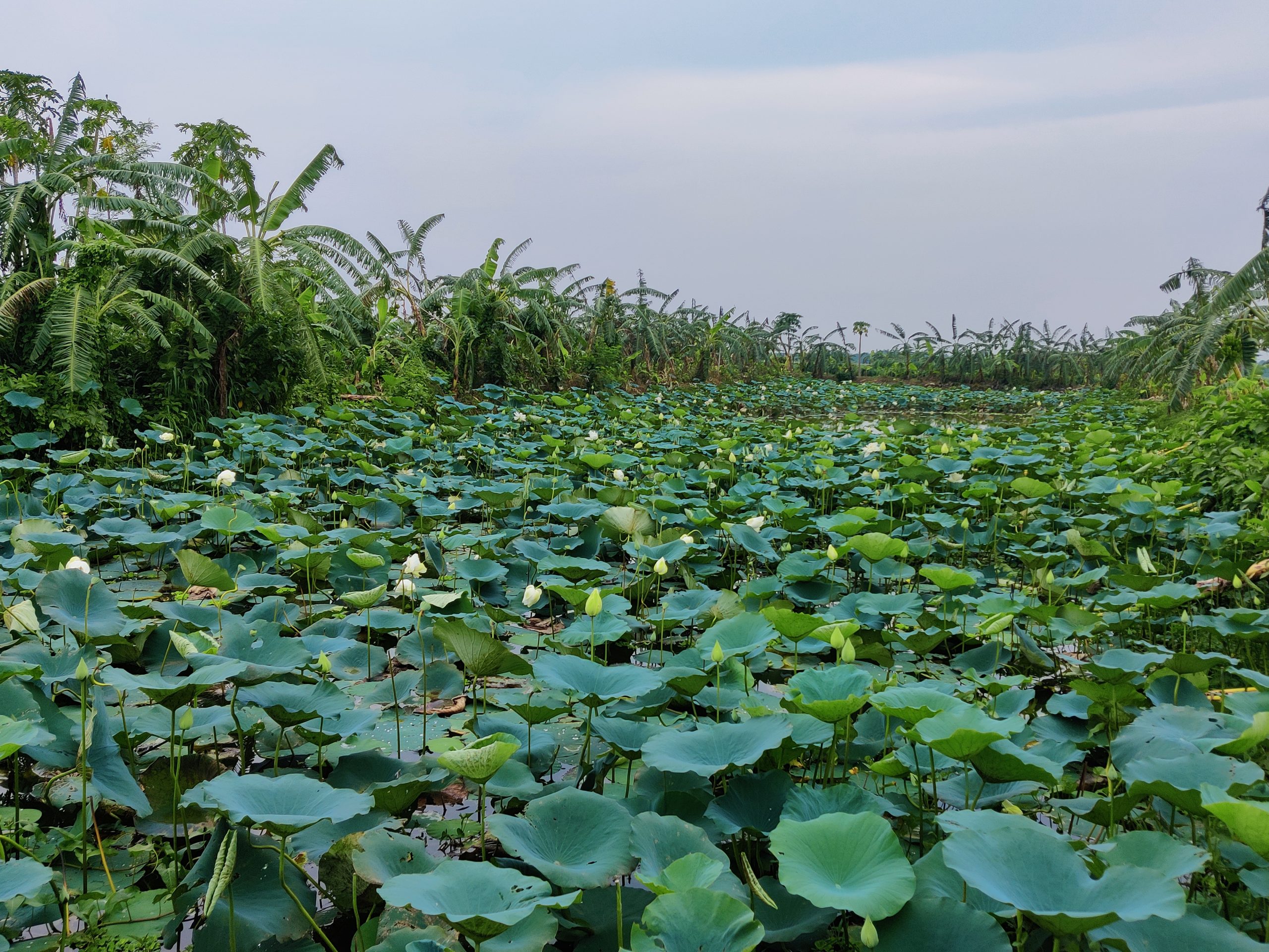 ৬৫ বছর পর ফুটল মোহনীয় রুপের শ্বেতপদ্ম