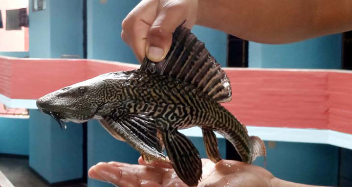 সাকার মাছ নিষিদ্ধ করে গেজেট প্রকাশ