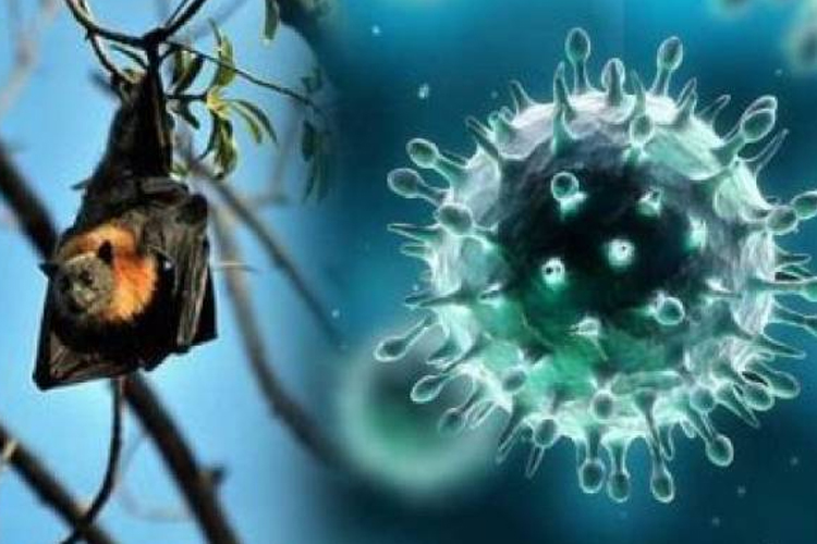 নিপা ভাইরাস নিয়ে সতর্কতামূলক ব্যবস্থার নির্দেশনা
