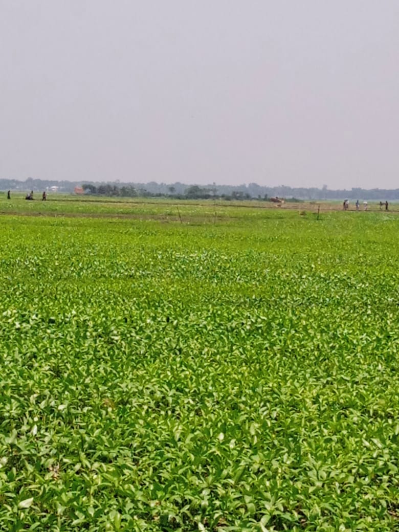 নাটোরে বীর মুক্তিযোদ্ধাকে প্রাণনাসের ভয় দেখিয়ে ইউপি সদস্য কতৃক জমি দখলের অভিযোগ