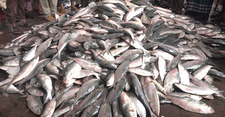 ভারতে রফতানি হলো ১০৭ টন ইলিশ