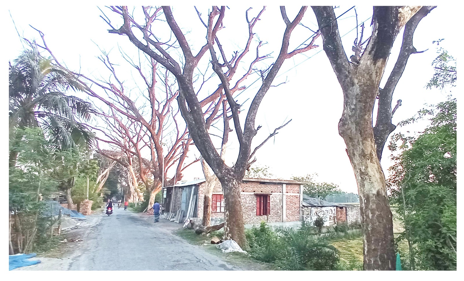 সাতক্ষীরায় সড়কের পাশে মরা গাছ দুরর্ঘটনার শঙ্কা নিয়ে চলাচল করছে জনসাধারণ