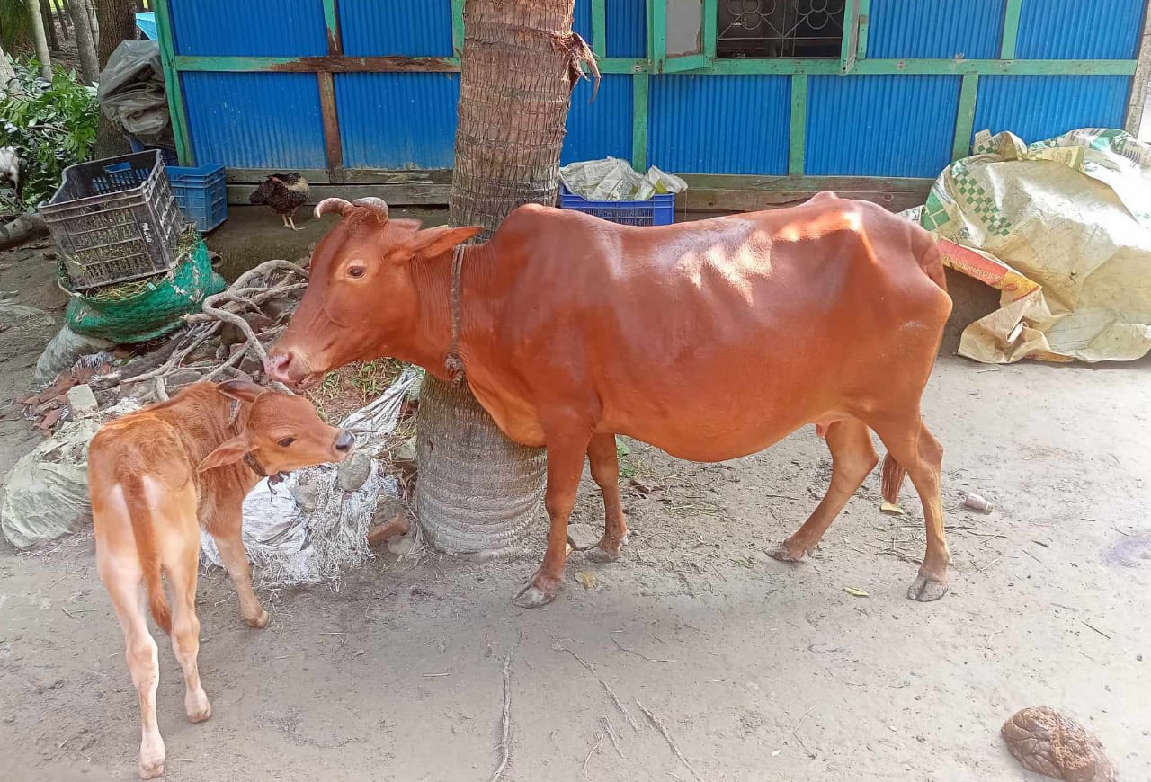 নোয়াখালীতে গরু চুরির হিড়িক, আতঙ্কে গৃহস্থরা