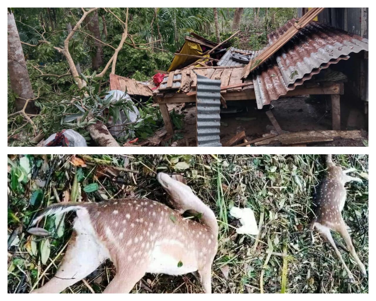 ঘূর্ণিঝড় রেমালের তান্ডবে ক্ষতিগ্রস্ত শরণখোলা ও সুন্দরবন