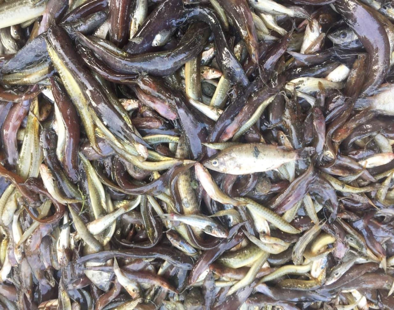 চলনবিলে চায়না দুয়ারী জালে অসহায় পোনা মাছ