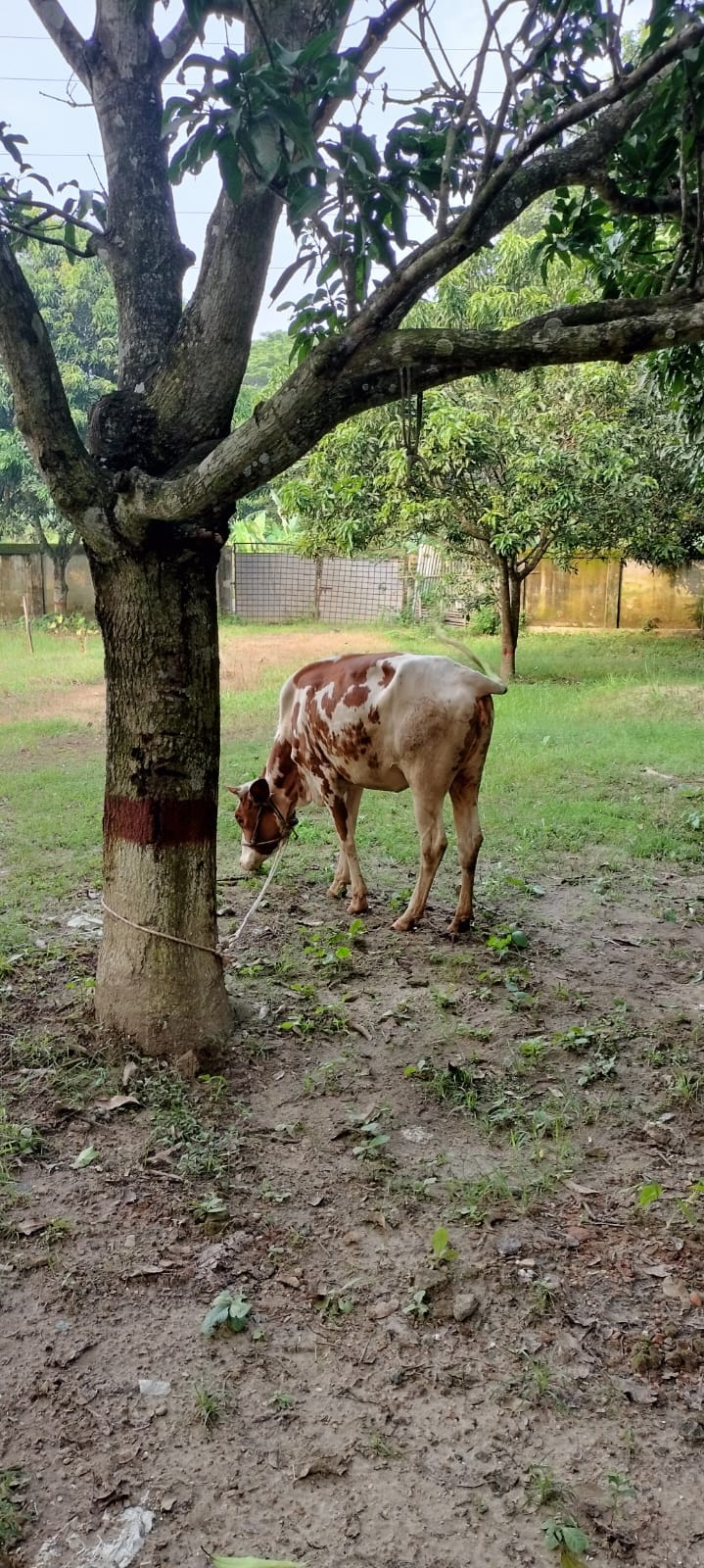 গরুসহ ছিনতাই পিকআপ ভ্যান উদ্ধার