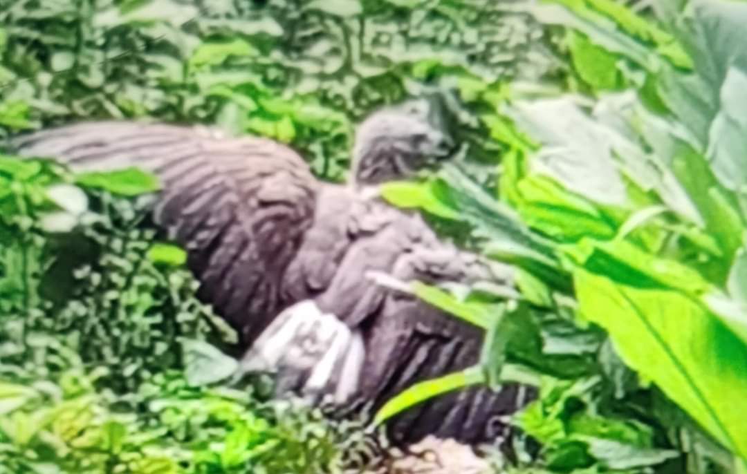 নওগাঁয়  বাজপাখির আক্রমণে শিমুল নামে এক শিক্ষার্থী আহত