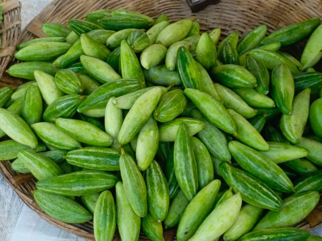 নওগাঁয় এক হাজার দুইশ ৫৫ হেক্টর জমিতে পোটলের চাষ হয়েছে