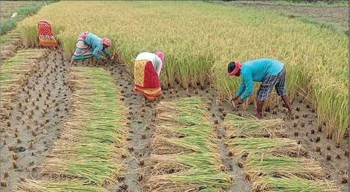 হরিপুরে বিস্তৃর্ণ মাঠ জুড়ে আমন ধান কাটার হিরিক