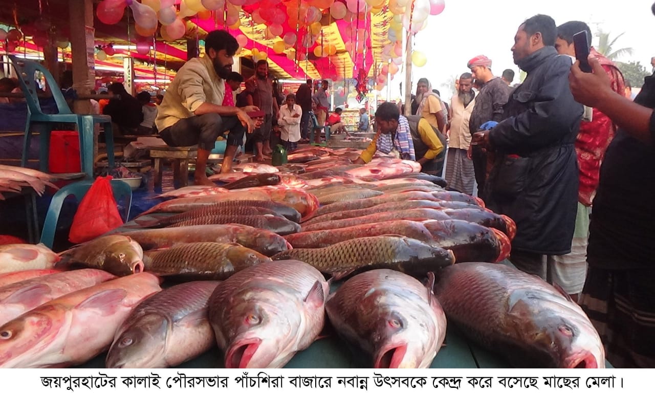নবান্ন উৎসব ঘিরে জমে উঠেছে কালাইয়ে মাছের মেলা