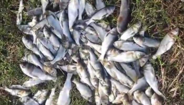 নওগাঁর নিতপুরে কীটনাশক প্রয়োগে তিন লক্ষাধীক টাকার মাছ নিধন করেছে দুর্বৃত্তরা