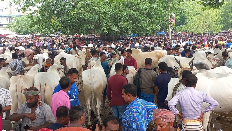 রাজস্ব বাড়লেও উন্নয়নের ছোঁয়া লাগেনি টাঙ্গাইল মির্জাপুরের পশুর হাট ও বাজারের