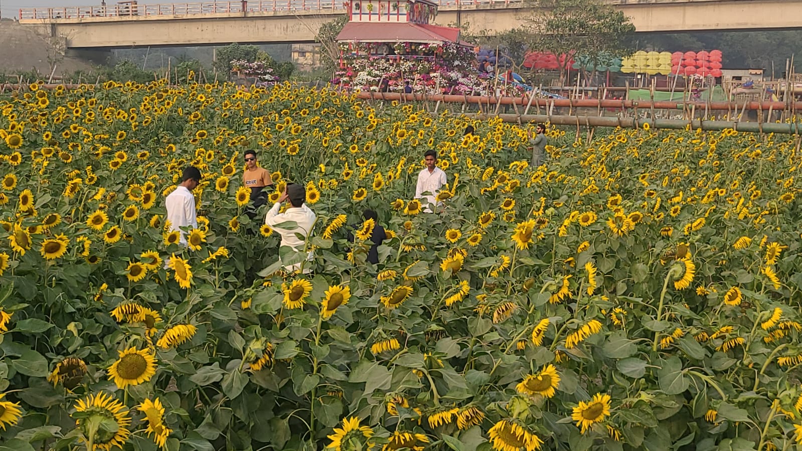 সূর্যমুখী বাগানে মনের খোরাক মিটছে পর্যটকদের