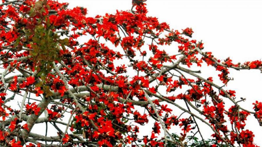 ঋতুরাজ বসন্তে নিজেকে শোভা মন্ডিত করেছে শিমুল ফুল