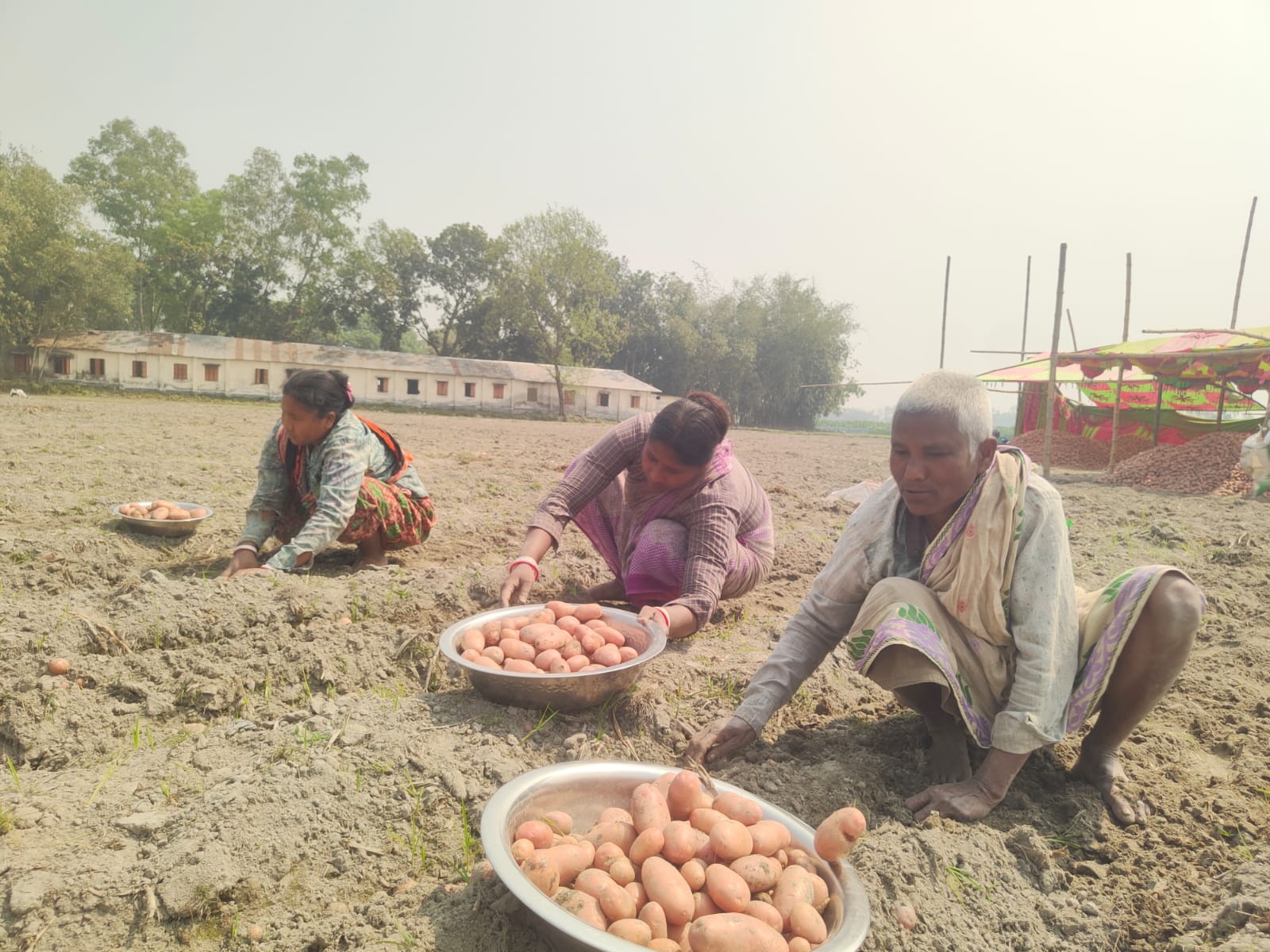 ডোমার বিএডিসির কর্মকর্তার দিকনির্দেশনায় চুক্তিবদ্ধ চাষিদের আলুর বাম্পার ফলন