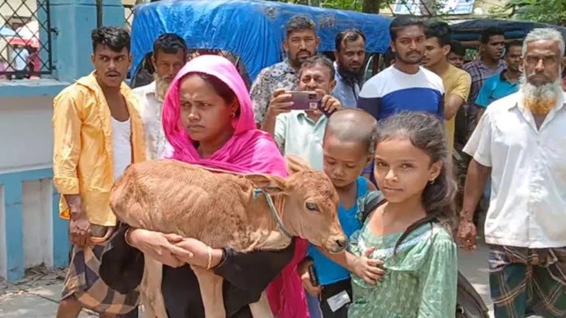 গাভী নিয়ে গেছে বিএনপি নেতা, বাছুর কোলে নিয়ে আদালতে নারী