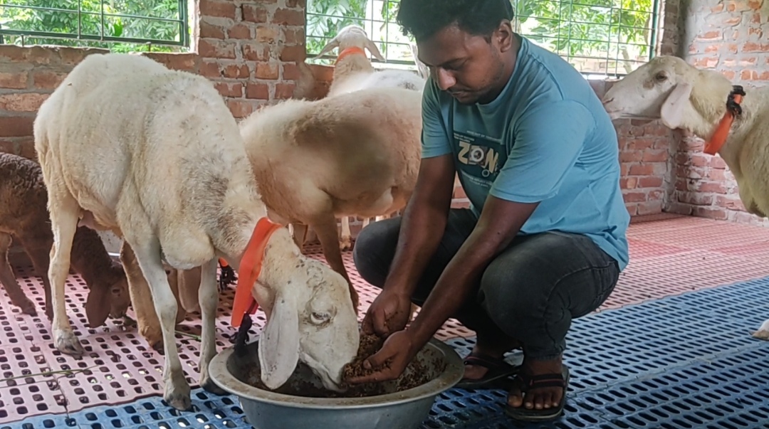 দুম্বার ভিন্নধর্মী খামার এখন সাদুল্লাপুরে