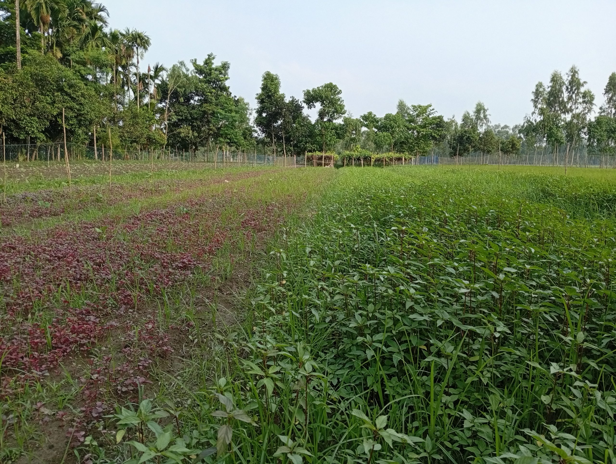 খরিপের পর রবি সবজিতে স্বপ্ন দেখছেন লালমনিরহাটের চাষিরা