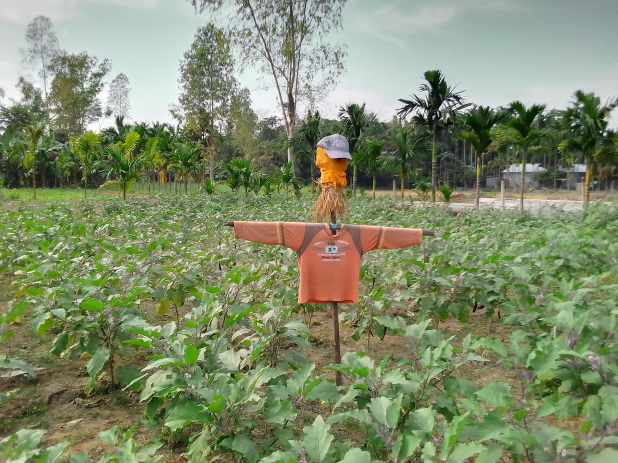লালমনিরহাটে ফসল রক্ষায় কাকতাড়ুয়া