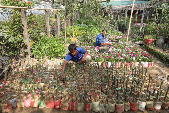 লালমনিরহাটে নার্সারী বাগান করে তরুণ উদ্যোক্তারা স্বাবলম্বী