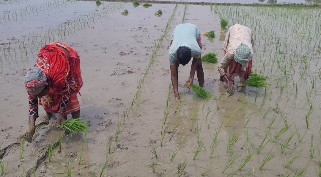 দুর্গাপুরে আষাঢ়ে বৃষ্টিতে রোপা আমন রোপণে ব্যস্ত কৃষক কৃষানীরা 