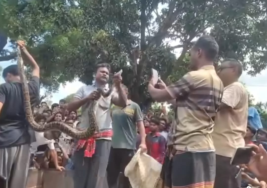 কুড়িগ্রামে বসতবাড়ির পিছনের গাছ থেকে ১০ ফুট দৈর্ঘ্যের অজগর সাপ উদ্ধার