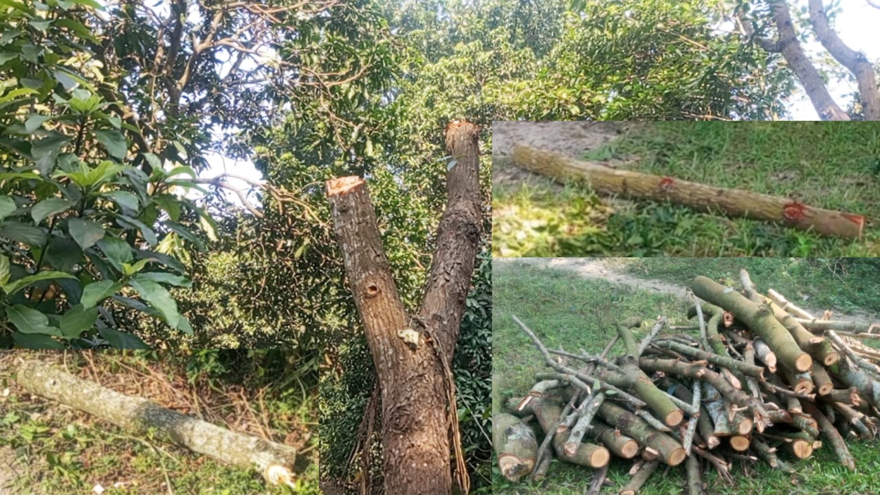 কোটচাঁপুরে সরকারি রাস্তার গাছ কাটার অভিযোগ